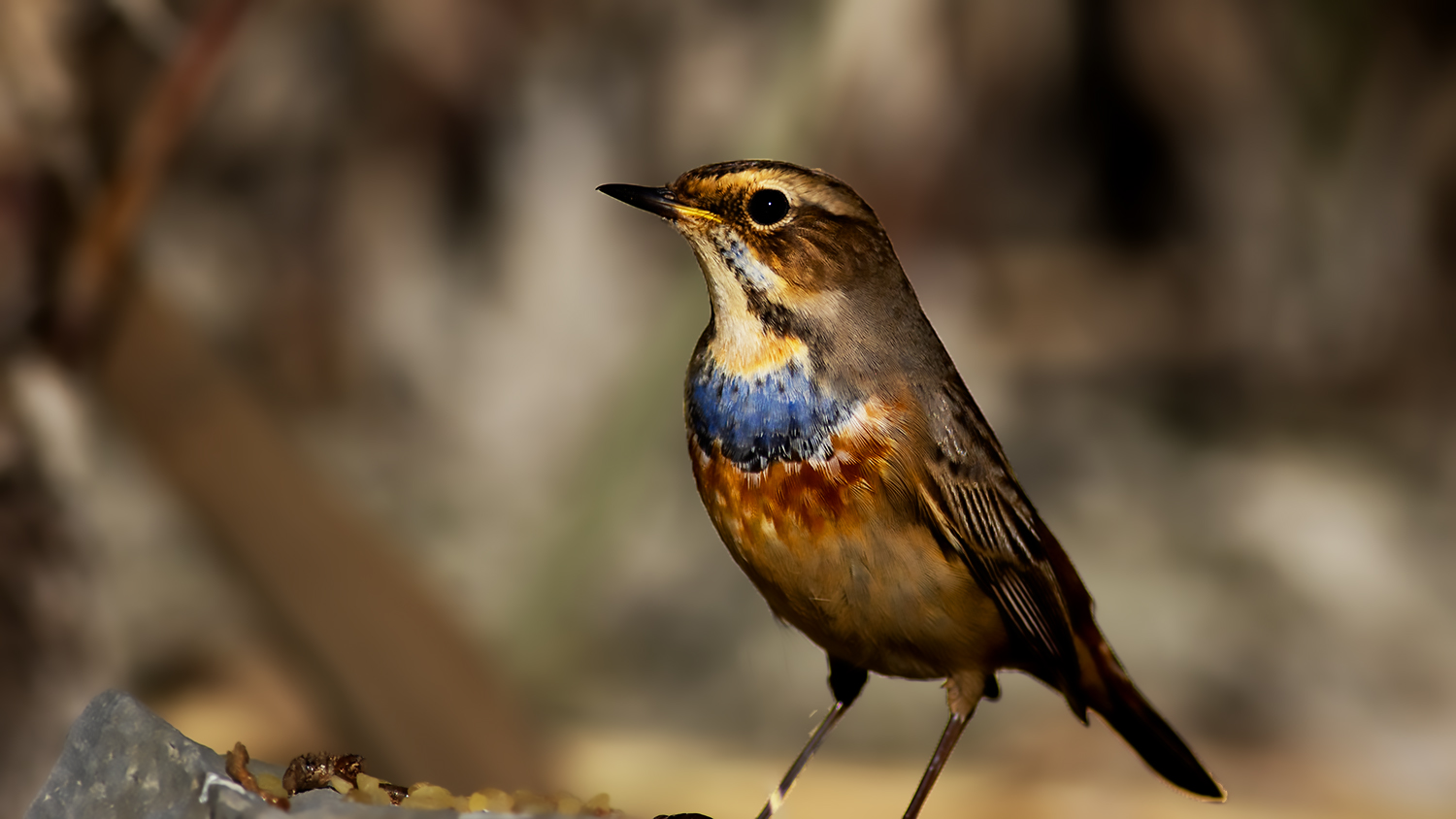 Bluethroat — Ana fotoğraf
